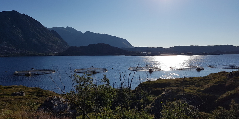 Oppedrettsnærer i en fjord i vakkert sommervær.
