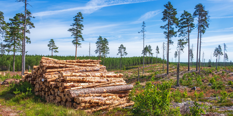 Landskapsfoto av skog, noen tømmerstokker i forgrunnen.